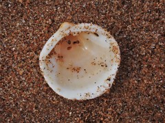 Glycymeris hedleyi