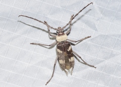 Megacyllene antennata