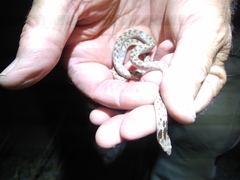 Hypsiglena ochrorhynchus