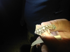 Phyllodactylus xanti