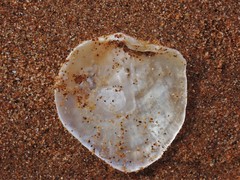 Patro australis
