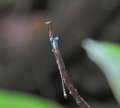 Indolestes tenuissimus