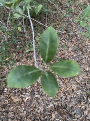 Ilex coriacea