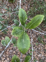 Ilex coriacea