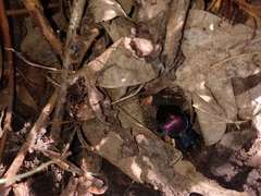 Scaphinotus elevatus