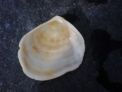 Semelidae