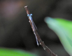 Indolestes tenuissimus