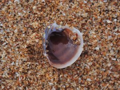 Placamen foliaceum