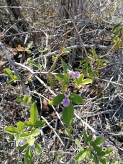 Vitex mollis
