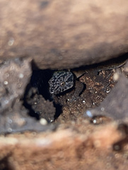 Sphaerodactylus macrolepis