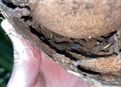 Sphaerodactylus macrolepis