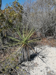 Agave karwinskii