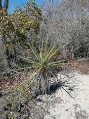 Agave karwinskii