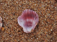 Mimachlamys gloriosa