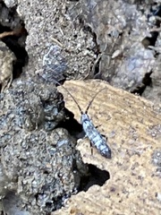 Pogonognathellus dubius