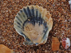 Annachlamys flabellata