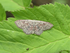 Cyclophora pendularia
