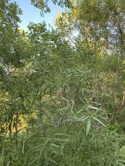 Salix caroliniana image