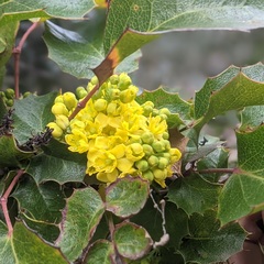 Berberis dictyota