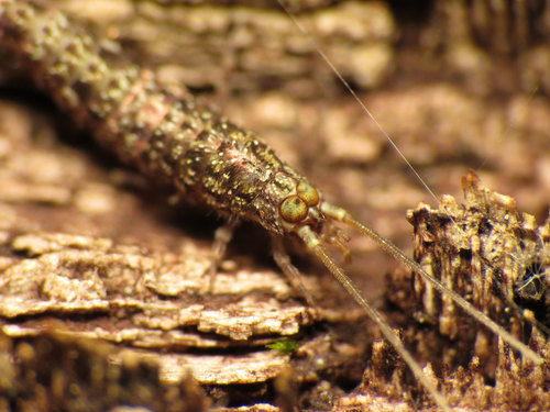 Machiloides banksi photo 5