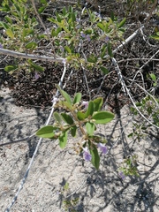 Vitex mollis