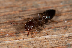 Crematogaster cornigera