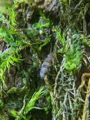 Entomobrya triangularis