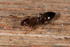 Crematogaster cornigera