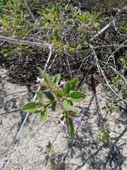 Vitex mollis
