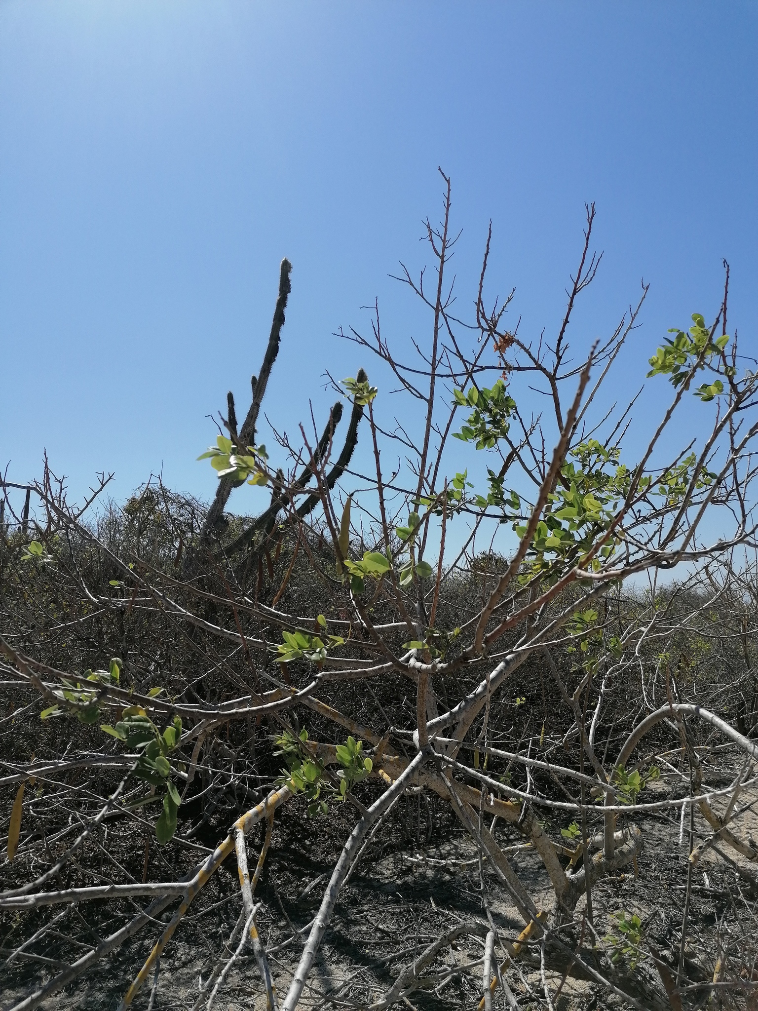 Gliricidia sepium
