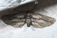 Holochroa dissociarius