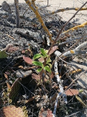 Tournefortia hartwegiana