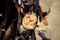 Fasciolariidae