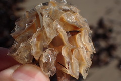 Fasciolariidae