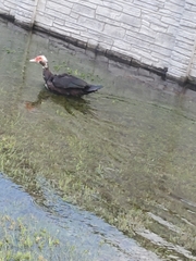 Cairina moschata domestica
