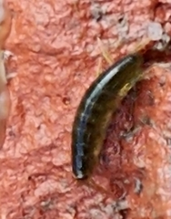 Hyaloidea