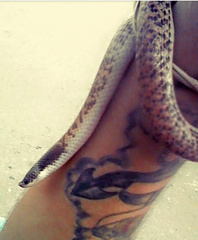 Phimophis guianensis