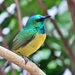 Collared Sunbird - Photo (c) Peter Vos, some rights reserved (CC BY-NC), uploaded by Peter Vos