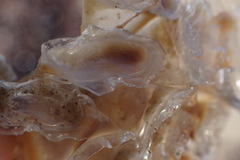 Fasciolariidae