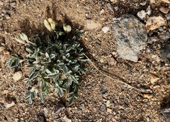 Astragalus tuvinicus