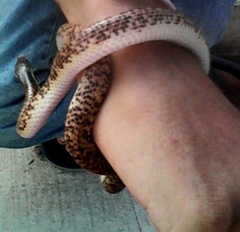 Phimophis guianensis