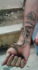 Phimophis guianensis