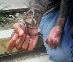 Phimophis guianensis