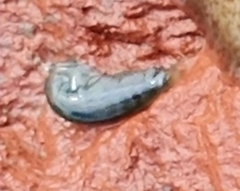 Hyalidae