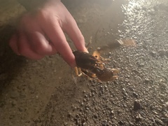 Lacunicambarus polychromatus