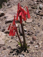 Zephyranthes graciliflora