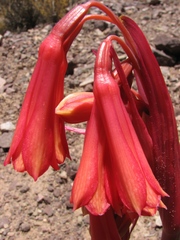 Zephyranthes graciliflora