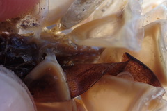 Fasciolariidae