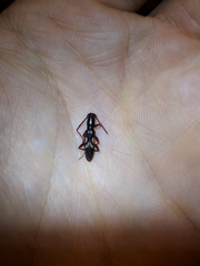 Compsibidion