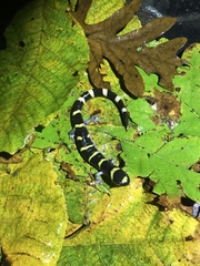 Ambystoma annulatum